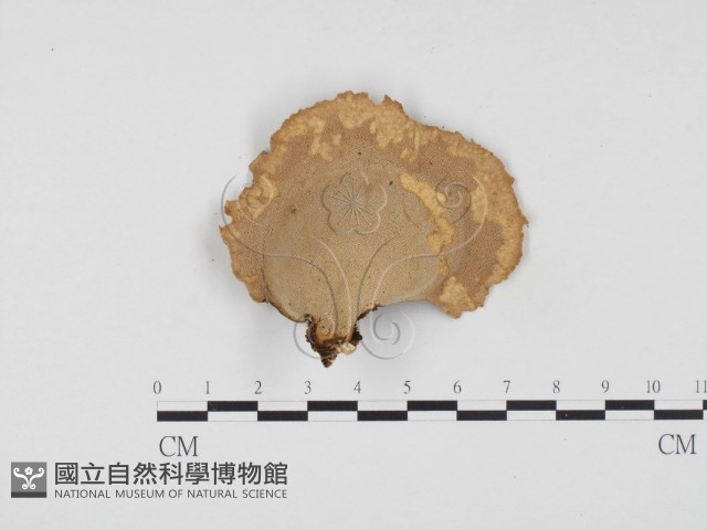 相鄰小孔菌藏品圖，第3張