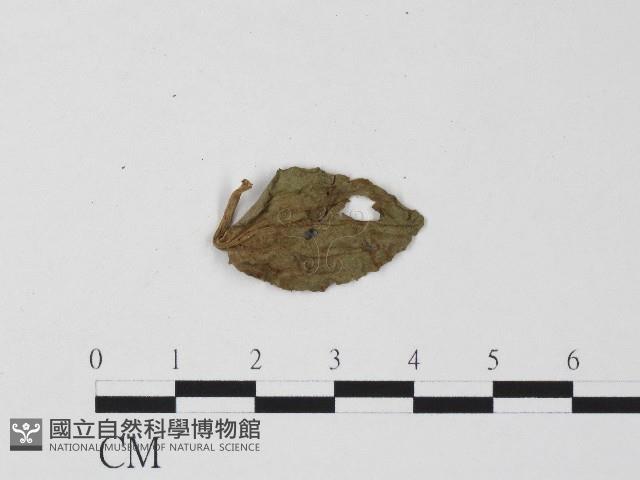 白粉病藏品圖，第3張