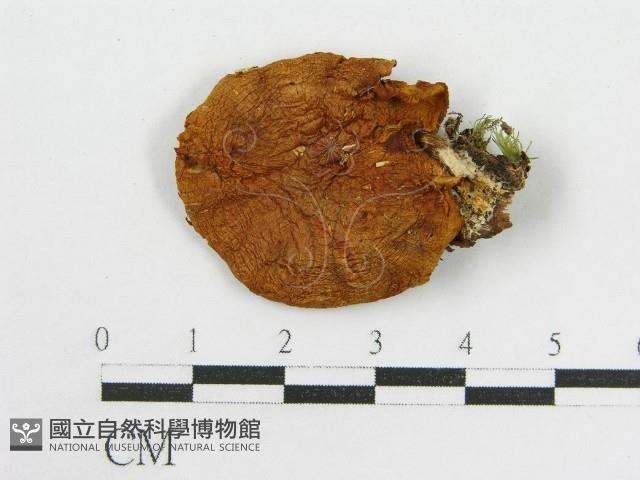 登錄號:F0014555藏品圖，第3張