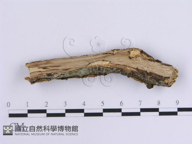 韌革菌屬藏品圖，第3張