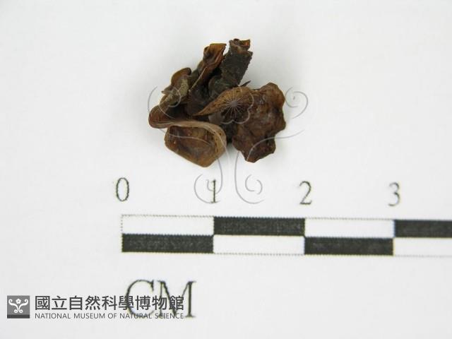 登錄號:F0015555藏品圖，第3張