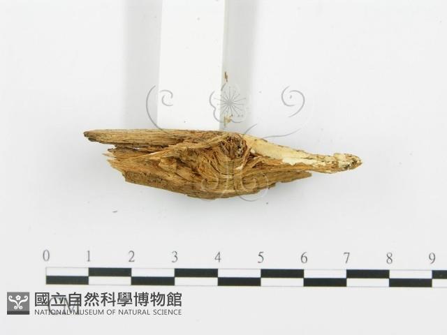 登錄號:F0009555藏品圖，第3張