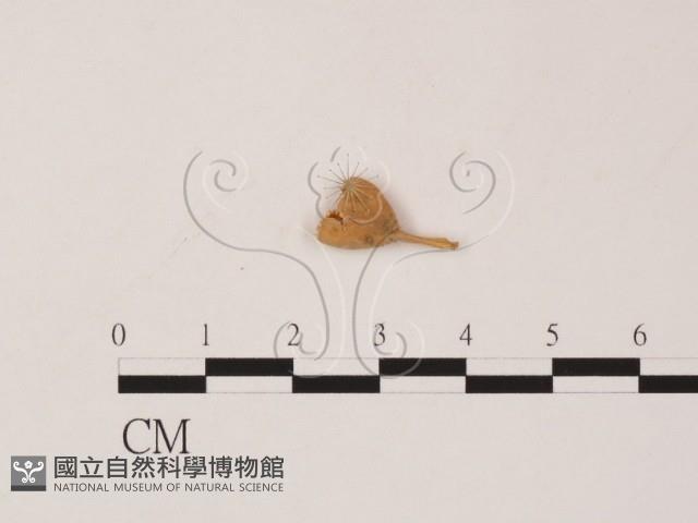 登錄號:F0019555藏品圖，第3張