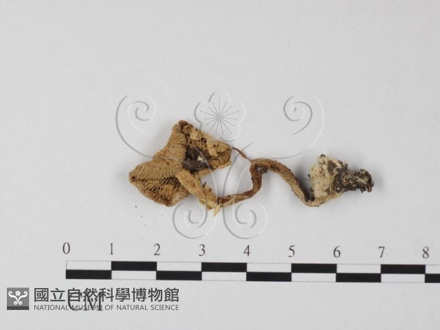 登錄號:F0003555藏品圖，第3張