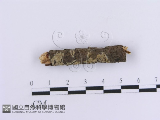 登錄號:F0013555藏品圖，第3張