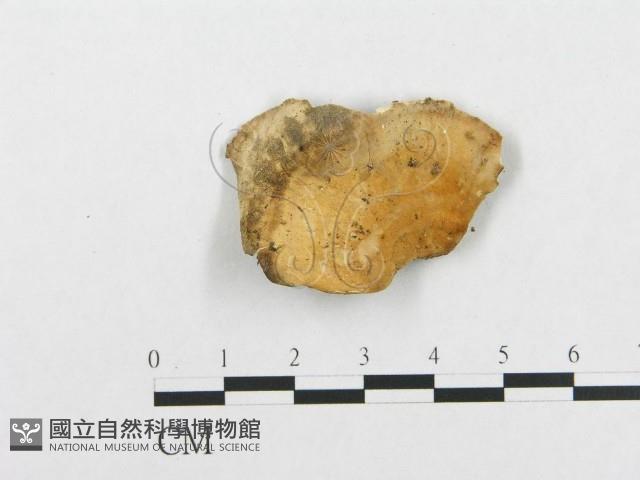 登錄號:F0008155藏品圖，第3張