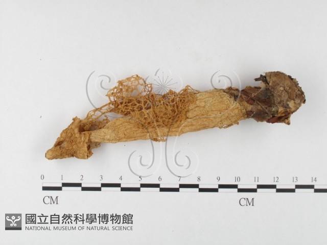 登錄號:F0026155藏品圖，第3張