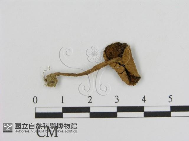 登錄號:F0016155藏品圖，第3張