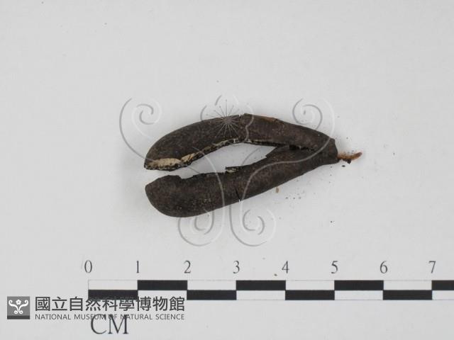 登錄號:F0001155藏品圖，第3張