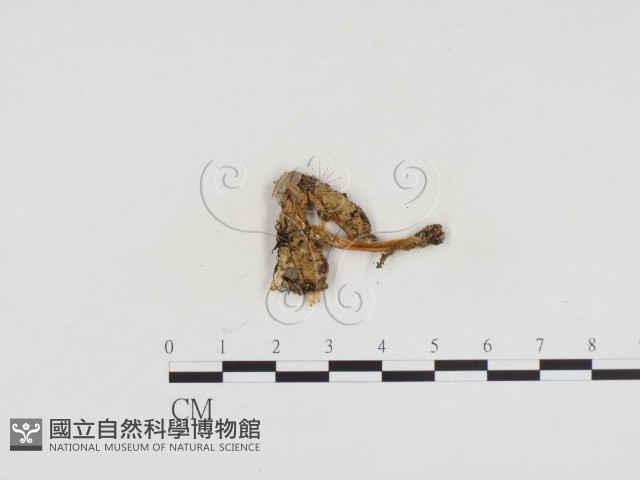 登錄號:F0024155藏品圖，第3張