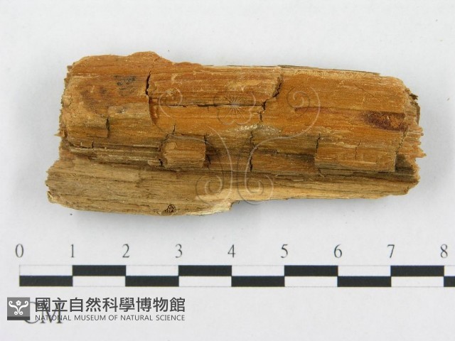 登錄號:F0014155藏品圖，第3張