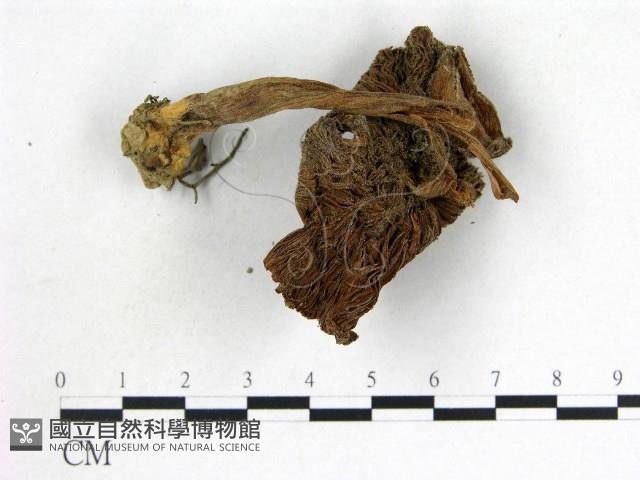 登錄號:F0002155藏品圖，第3張
