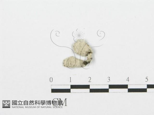 裂褶菌藏品圖，第3張