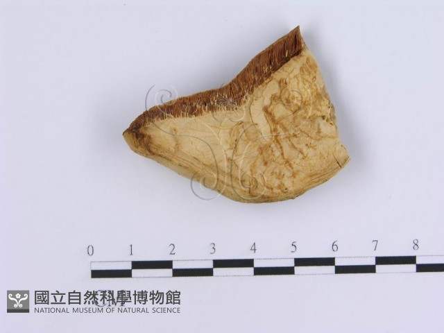 登錄號:F0007155藏品圖，第3張