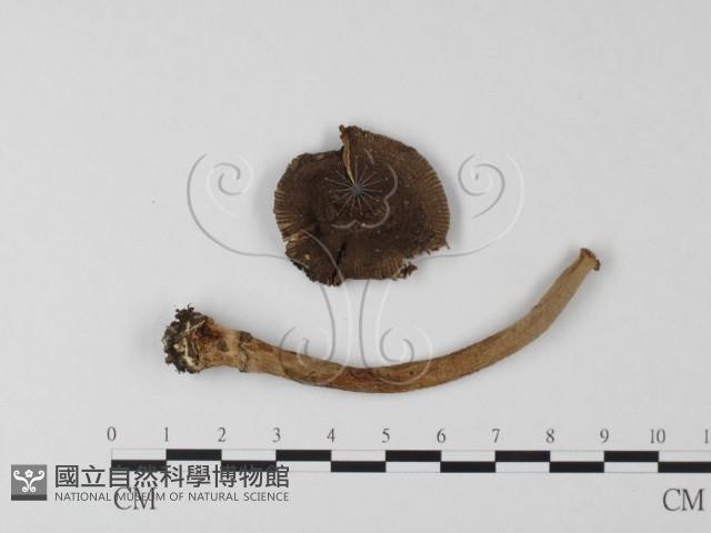 登錄號:F0019155藏品圖，第3張