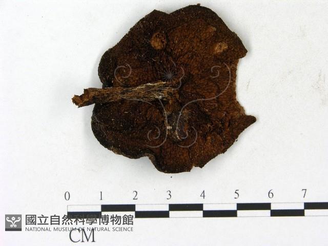 登錄號:F0023155藏品圖，第3張