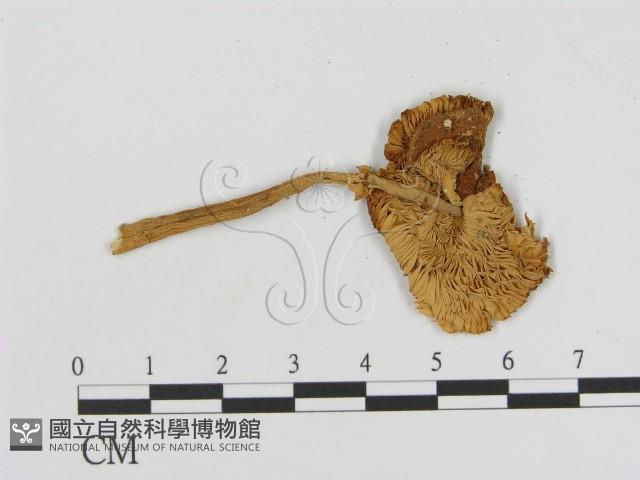 登錄號:F0013155藏品圖，第3張