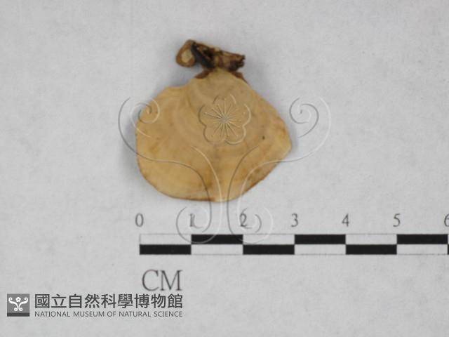 韌革菌屬藏品圖，第3張