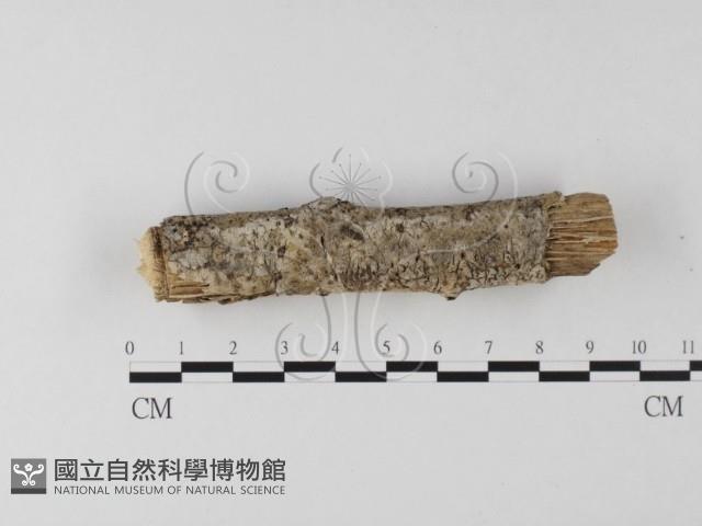 登錄號:F0020055藏品圖，第3張