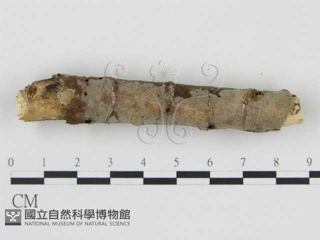 登錄號:F0010055藏品圖，第3張