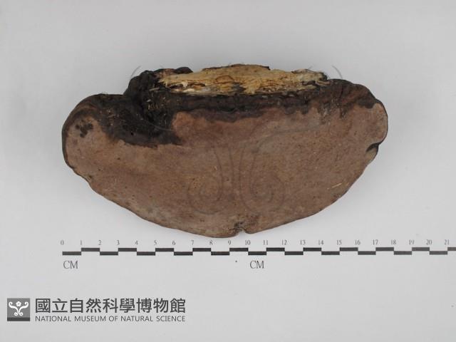 靈芝屬藏品圖，第3張