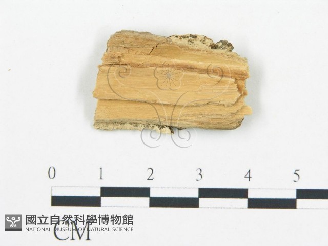 登錄號:F0006055藏品圖，第3張