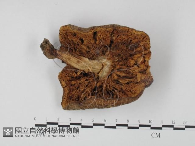 登錄號:F0016055藏品圖，第3張