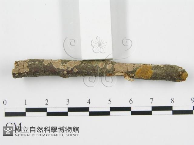 登錄號:F0001055藏品圖，第3張