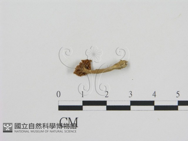登錄號:F0011055藏品圖，第3張