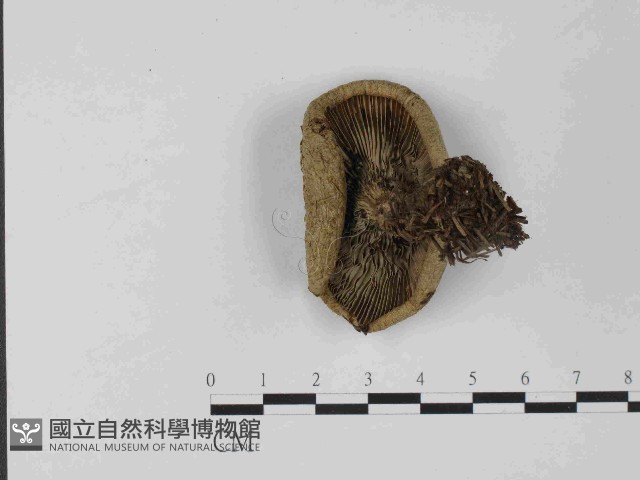 登錄號:F0024055藏品圖，第3張