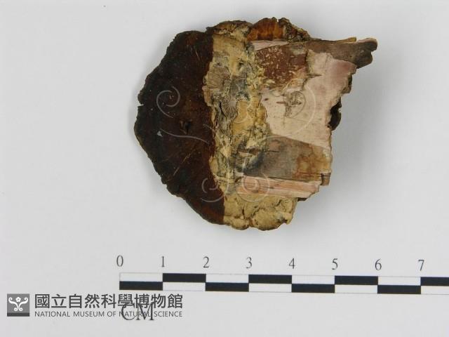 登錄號:F0014055藏品圖，第3張