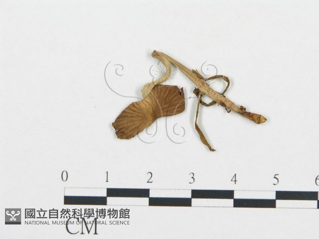 杯傘屬藏品圖，第3張