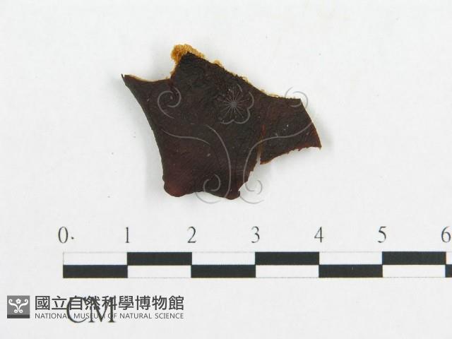 登錄號:F0007055藏品圖，第3張