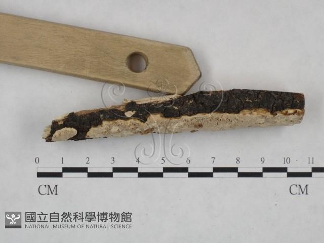 登錄號:F0025055藏品圖，第3張