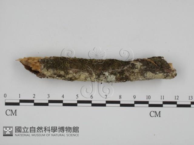 叉絲革菌屬藏品圖，第3張