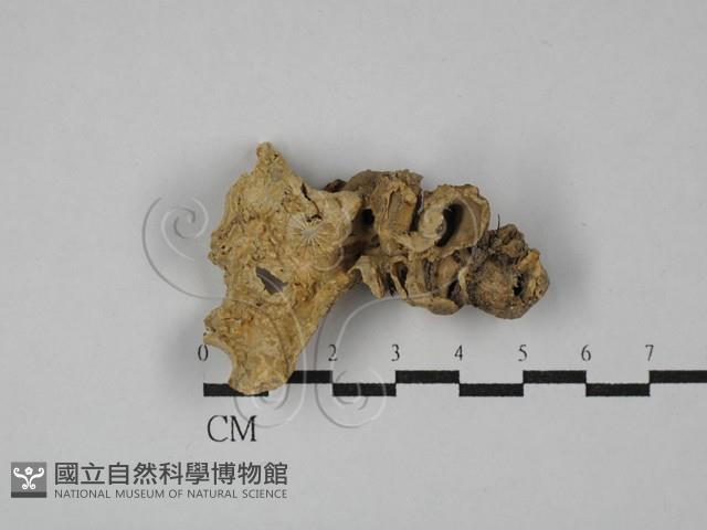 登錄號:F0029055藏品圖，第3張