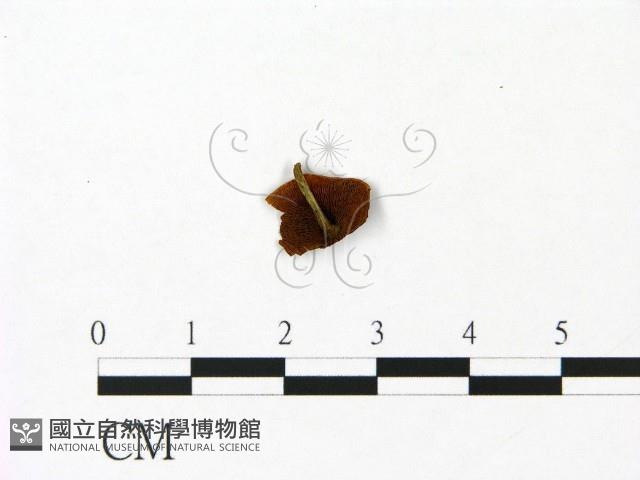 登錄號:F0023055藏品圖，第3張