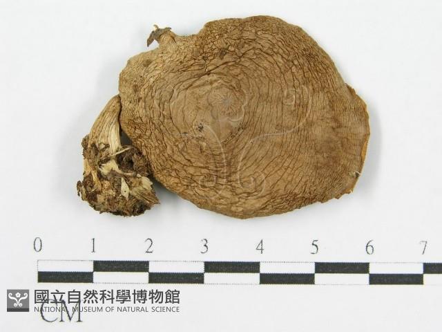 登錄號:F0013055藏品圖，第3張