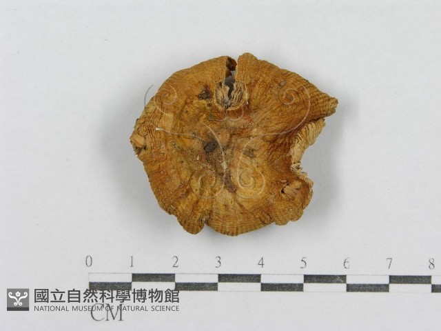紅菇屬藏品圖，第3張