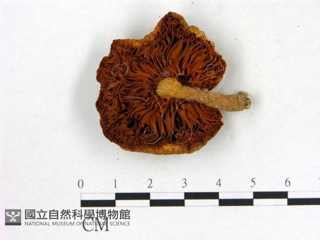 登錄號:F0020355藏品圖，第3張