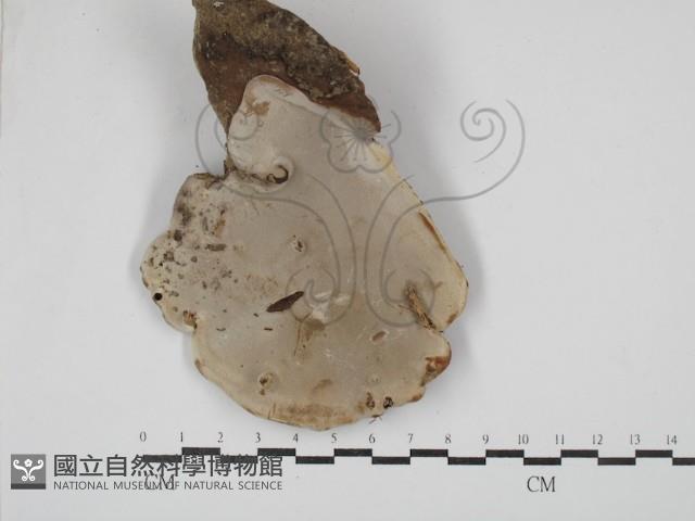 靈芝屬藏品圖，第3張