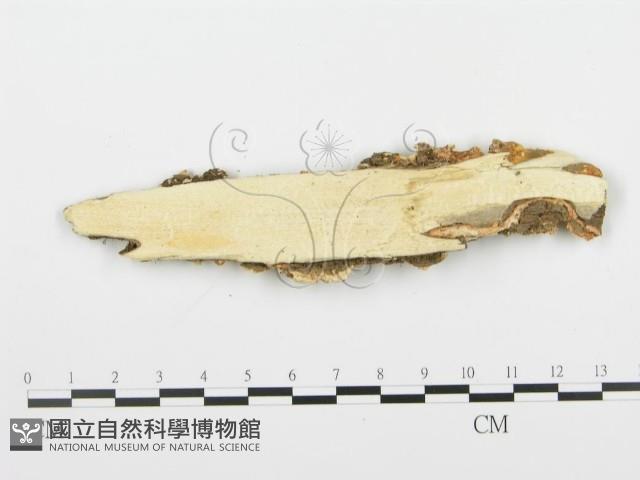 登錄號:F0006355藏品圖，第3張