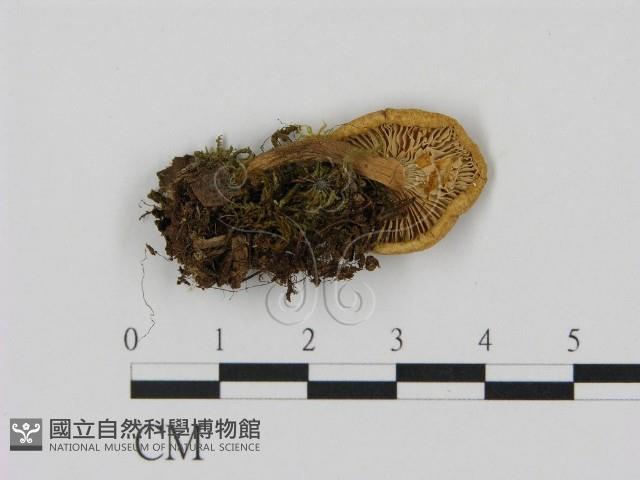 乳菇屬藏品圖，第3張