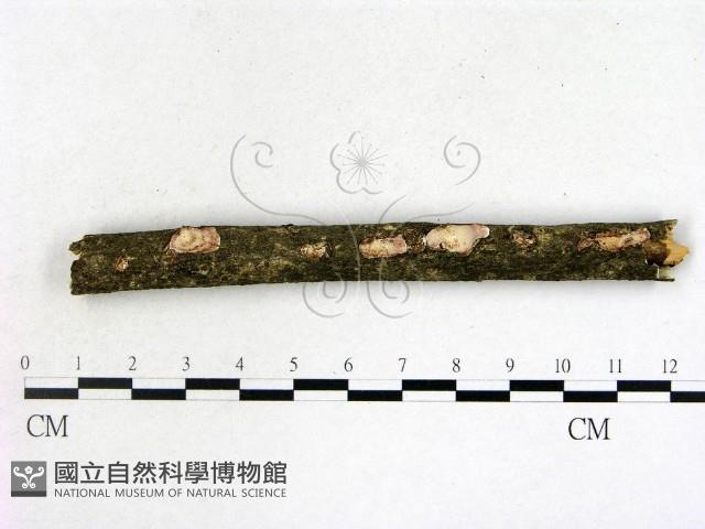 登錄號:F0021355藏品圖，第3張