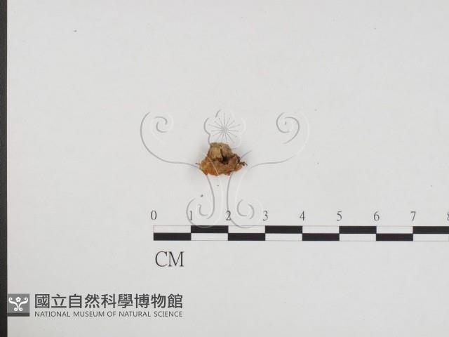 登錄號:F0024355藏品圖，第3張