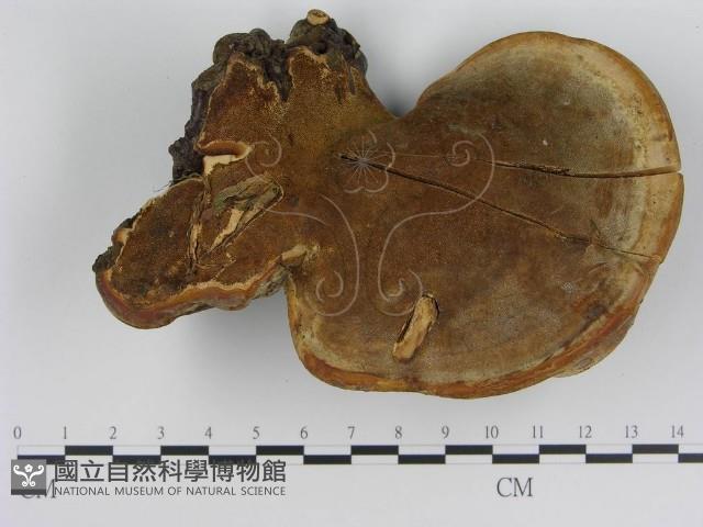 登錄號:F0004355藏品圖，第3張