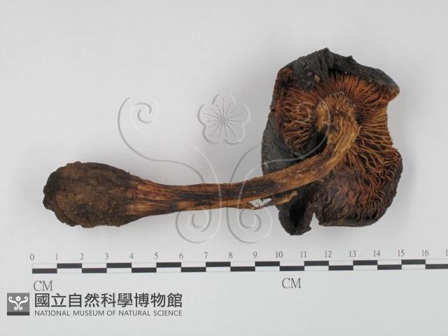 登錄號:F0002355藏品圖，第3張