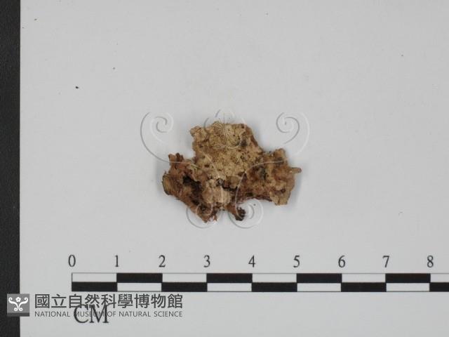 登錄號:F0007355藏品圖，第3張