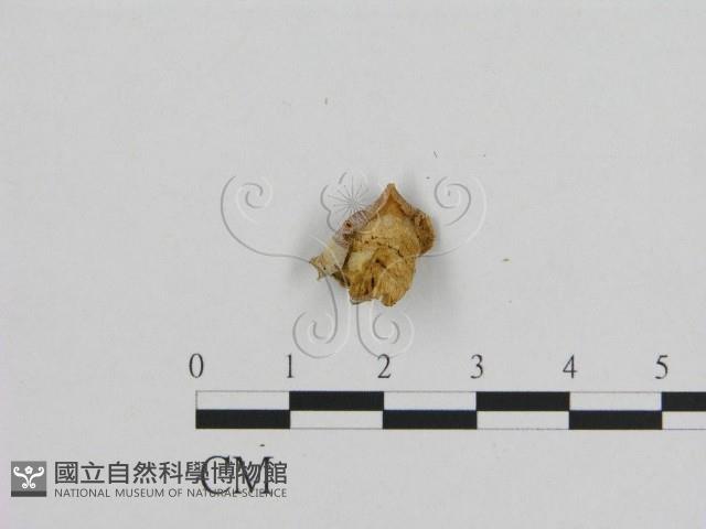 登錄號:F0017355藏品圖，第3張