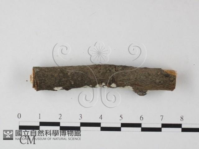 登錄號:F0025355藏品圖，第3張